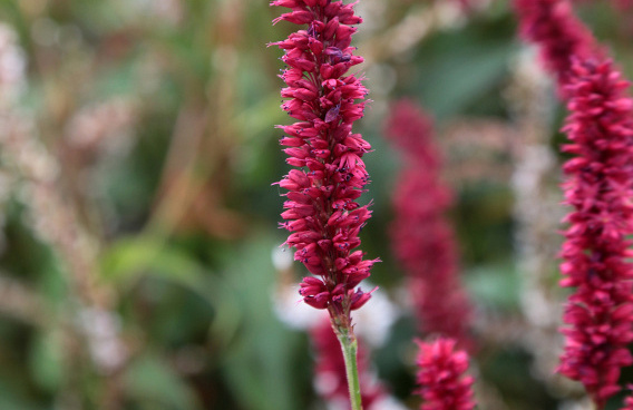 persicaria amplexicaulis bonfire bokrafire 09 