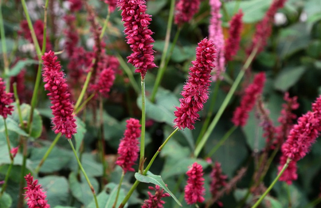 persicaria amplexicaulis bonfire bokrafire 10 klein