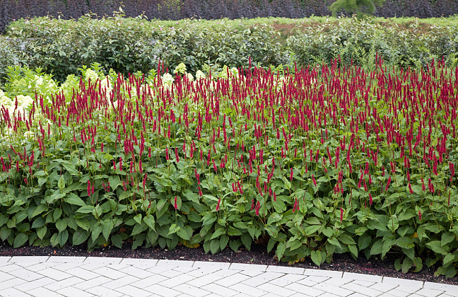 persicaria amplexicaulis bonfire bokrafire 12 