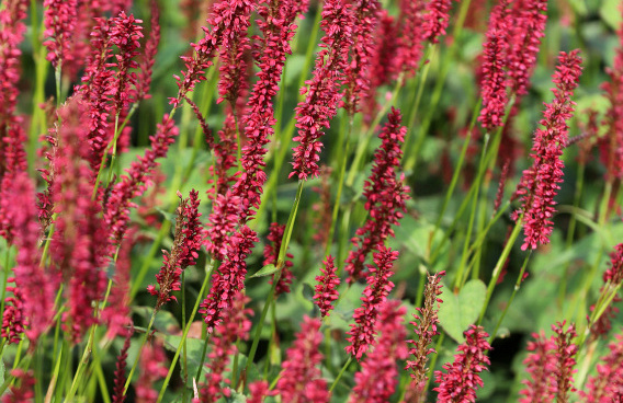persicaria amplexicaulis bonfire bokrafire 21 