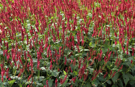 persicaria amplexicaulis bonfire bokrafire 23 