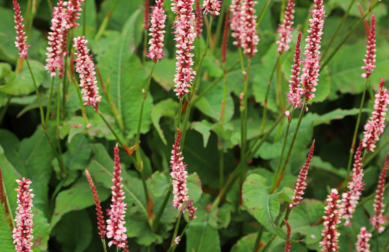 persicaria amplexicaulis confetti bocofetti 02 