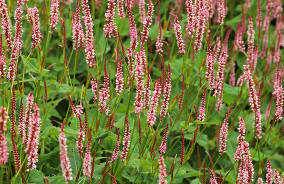 persicaria amplexicaulis confetti bocofetti 12 