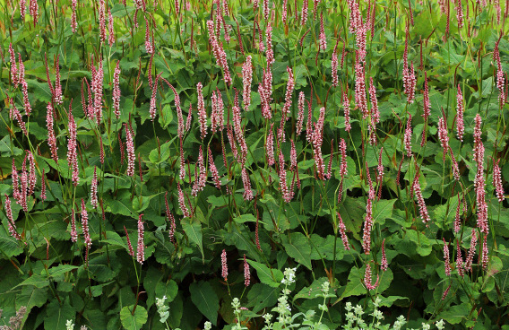 persicaria amplexicaulis confetti bocofetti 15 
