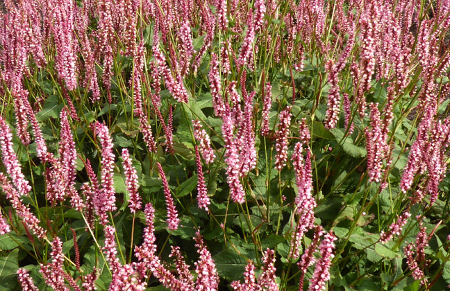 persicaria amplexicaulis confetti bocofetti 16 uitsnede