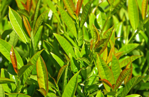 prunus laurocerasus athene 05