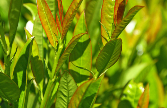 prunus laurocerasus athene 07