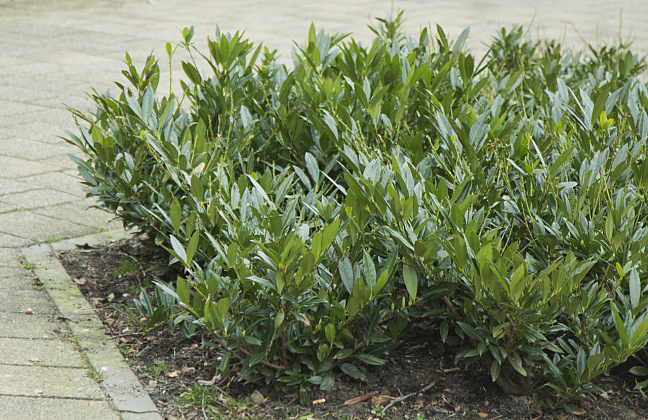 prunus laurocerasus athene 10