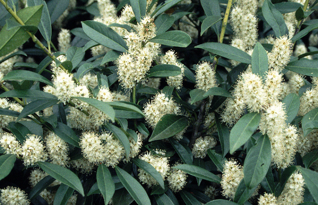 prunus laurocerasus athene 01