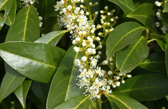 prunus laurocerasus green discovery bokraschalk 14 