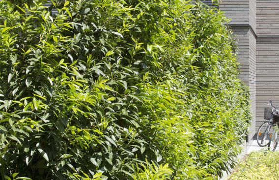 prunus laurocerasus green discovery bokraschalk 42 