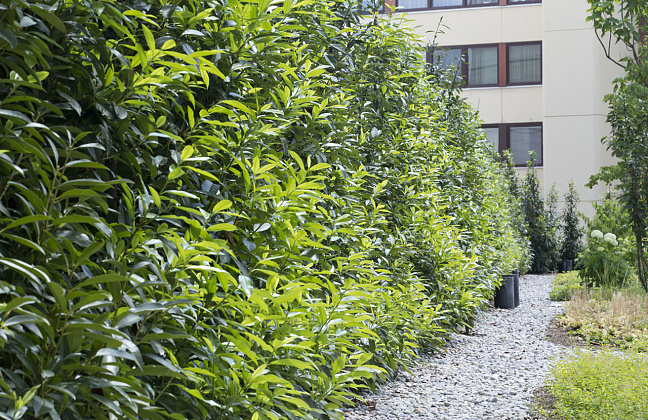 prunus laurocerasus green discovery bokraschalk 45 