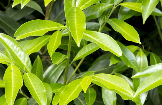 prunus laurocerasus green discovery bokraschalk 47 