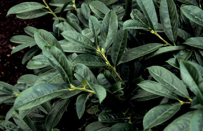 prunus laurocerasus mercurius bokramer 05 