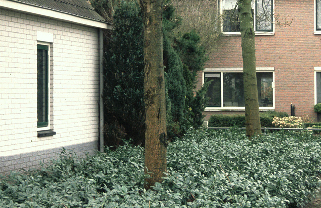 prunus laurocerasus mercurius bokramer 06 