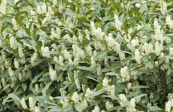 prunus laurocerasus mercurius bokramer 14 
