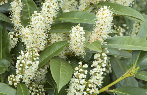prunus laurocerasus mercurius bokramer 18 