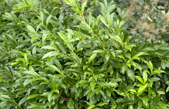 prunus laurocerasus ilona darzalo 02