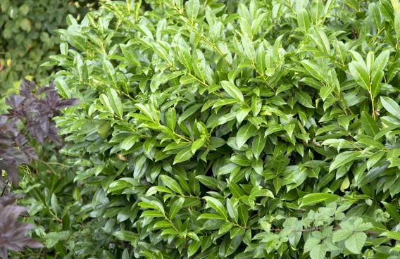 prunus laurocerasus ilona darzalo 03