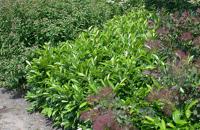 prunus laurocerasus ilona darzalo 52 