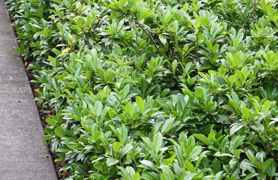 prunus laurocerasus olympus 06