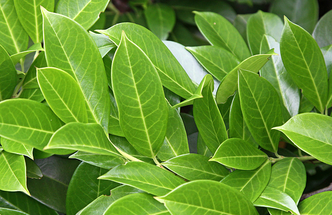 prunus laurocerasus olympus 07