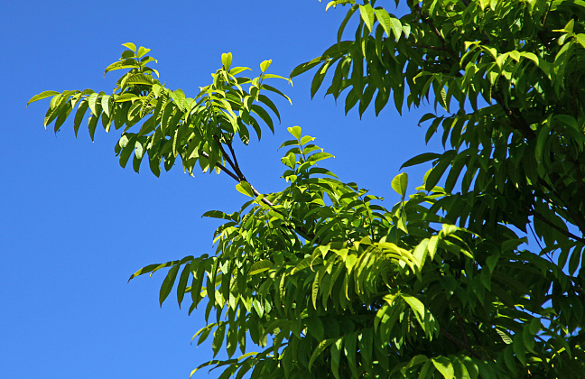 pterocarya rhoifolia kyoto convention 11