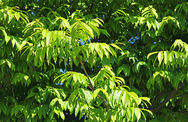 pterocarya rhoifolia kyoto convention 12