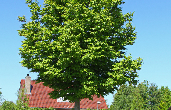pterocarya rhoifolia kyoto convention 17