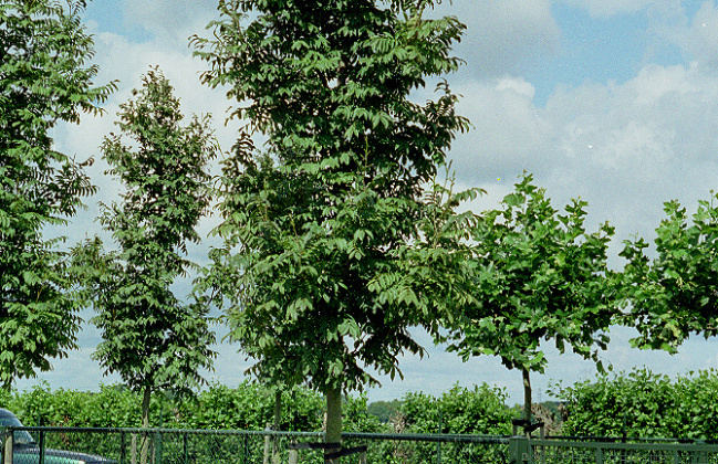 pterocarya rhoifolia kyoto convention 06