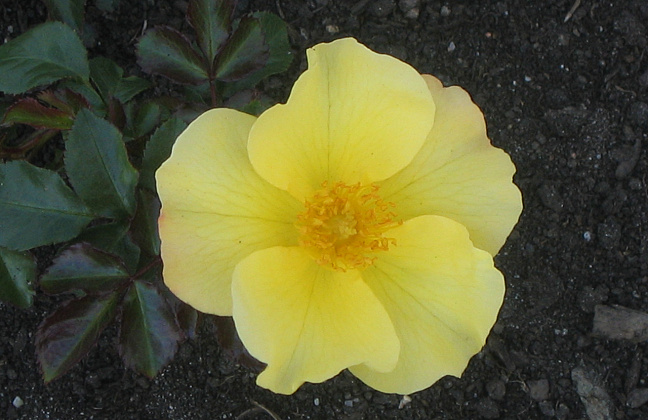 rosa flushing meadow bokraflush 10