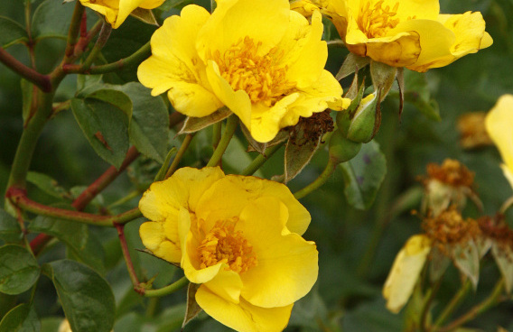 rosa flushing meadow bokraflush 12