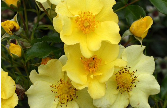 rosa flushing meadow bokraflush 16