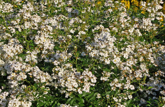 rosa golf 18