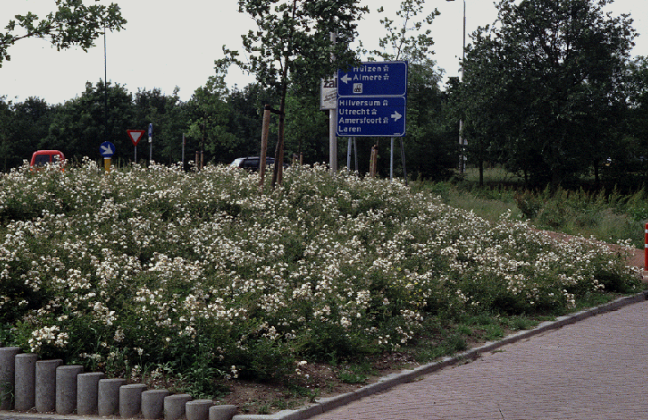 rosa golf 02