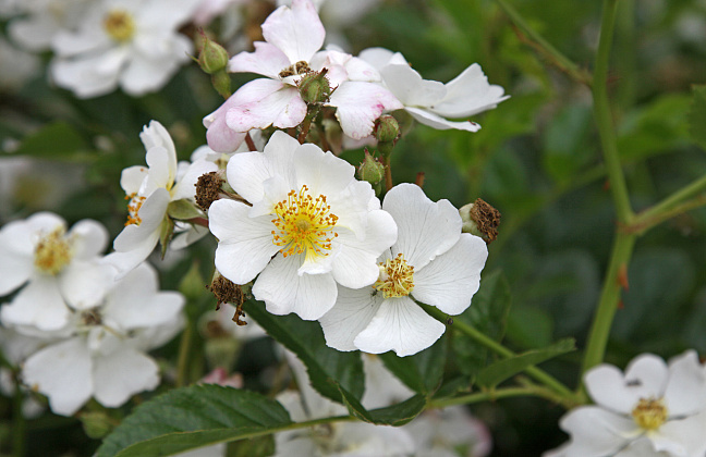 rosa golf 16