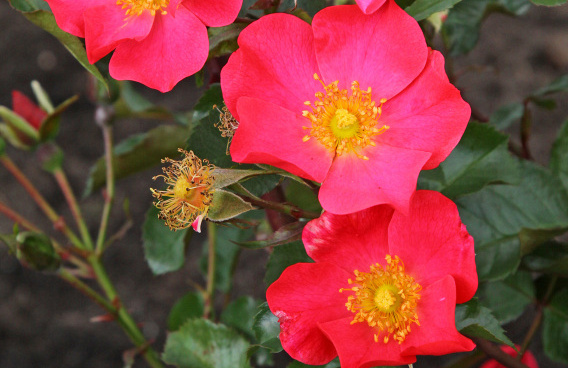 rosa baseball 02