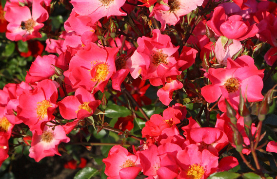 rosa baseball 020