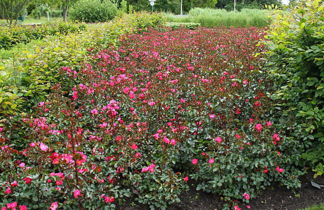 rosa baseball 023
