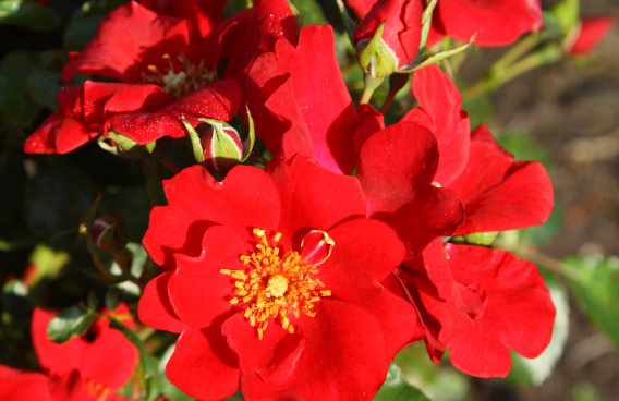 rosa cricket 010
