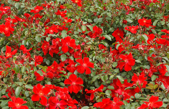 rosa cricket 03