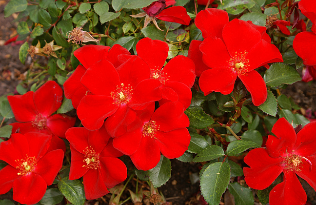 rosa cricket 04