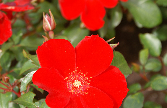 rosa cricket 06