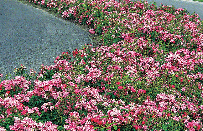 rosa floriade 2002 13