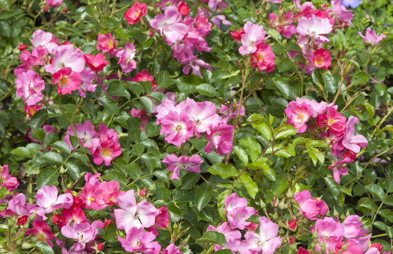 rosa floriade 2002 15