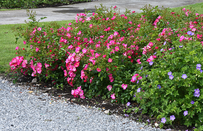 rosa floriade 2002 16