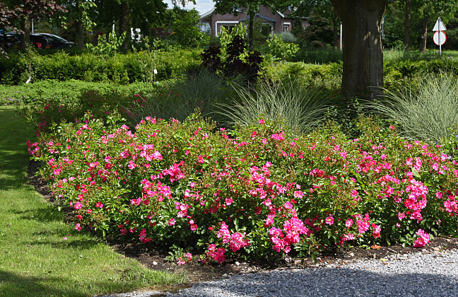 rosa floriade 2002 17