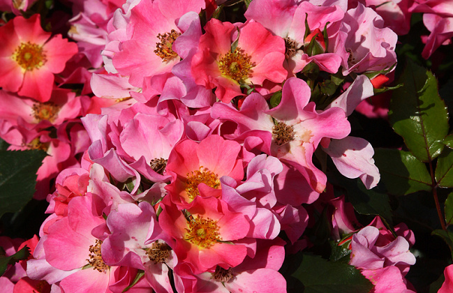 rosa giro d italia bokraruigi 01 
