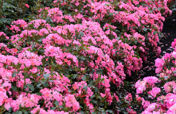 rosa giro d italia bokraruigi 15 