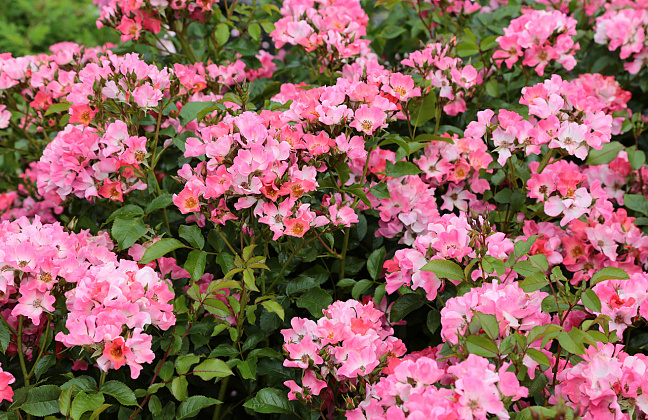 rosa giro d italia bokraruigi 23 